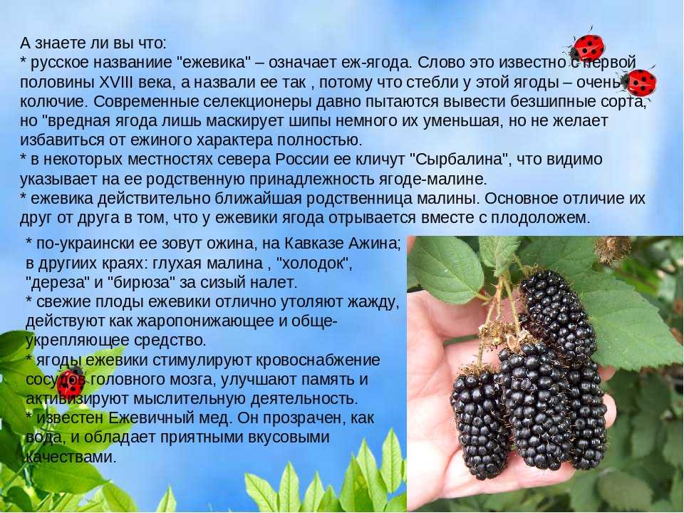 Ежевика полезные свойства - советы по употреблению и противопоказания к применению (110 фото и видео)
