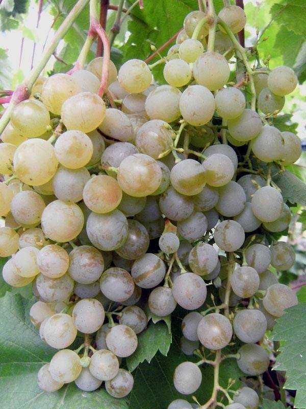 Виноград «краса севера»: описание сорта, фото и отзывы. основные его плюсы и минусы, характеристики и особенности выращивания в регионах