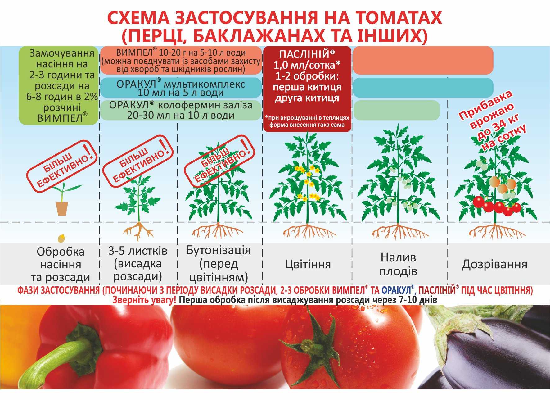 Томат очарование: отзывы, фото, урожайность, описание и характеристика