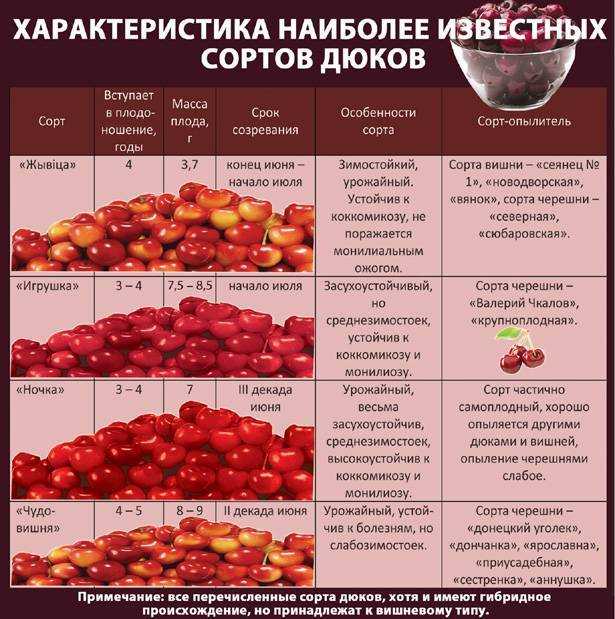 Вишня морозовка (морозовская): описание сорта, опылители