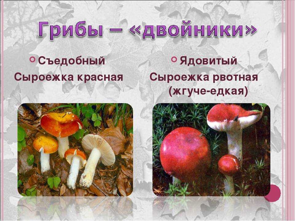 Эксидия сжатая (exidia recisa): как выглядят грибы, где и как растут, съедобны или нет