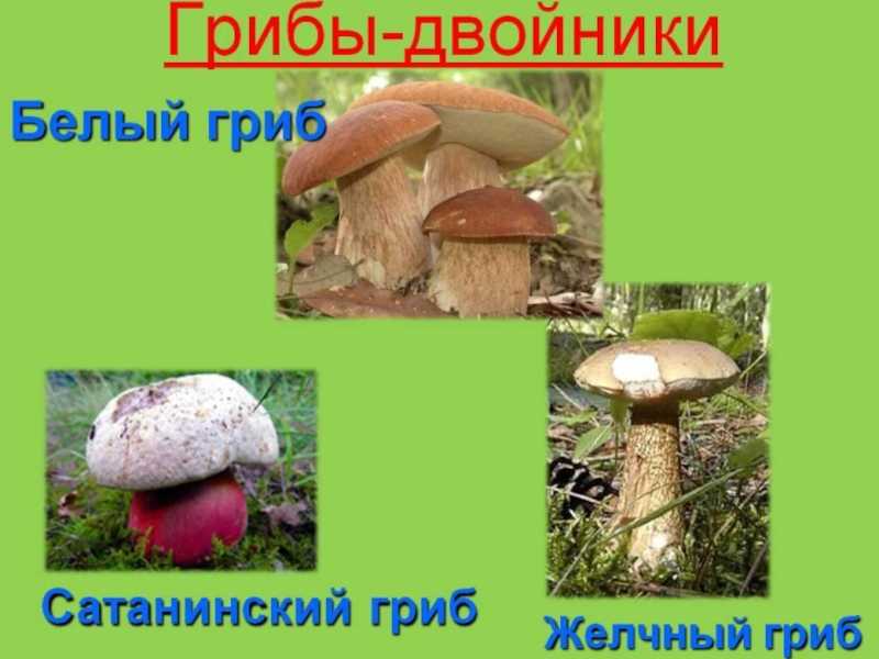 Как отличить ложные грибы. симптомы отравления грибами.