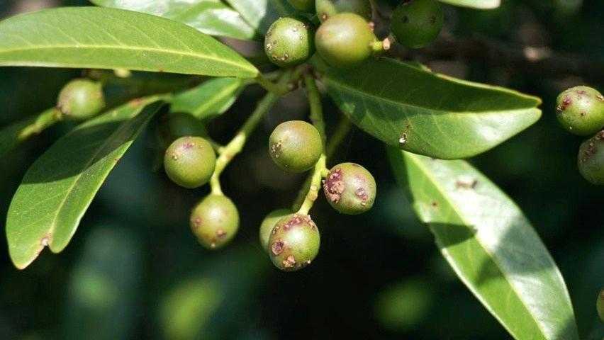Вишня лавровая ? : характеристика, описание сорта, фото, посадка и уход | qlumba.com
