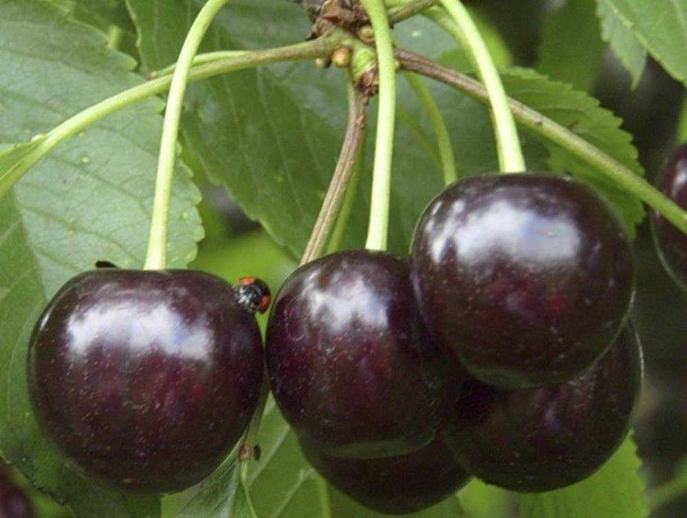 Черевишня – описание сорта, посадка и уход