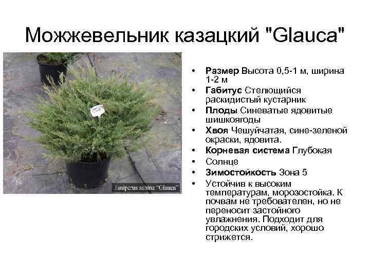 Можжевельник казацкий: сорта, посадка и уход