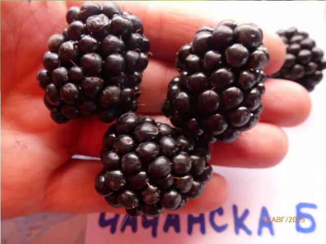 Ежевичный сад | коллекция