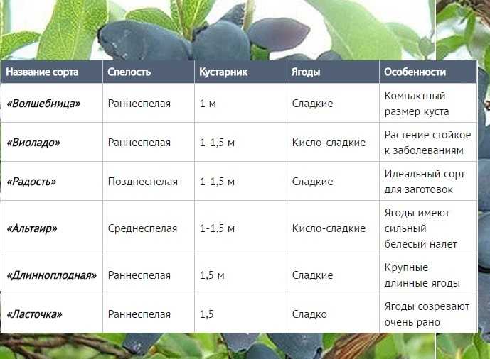 Особенности посадки саженцев жимолости весной