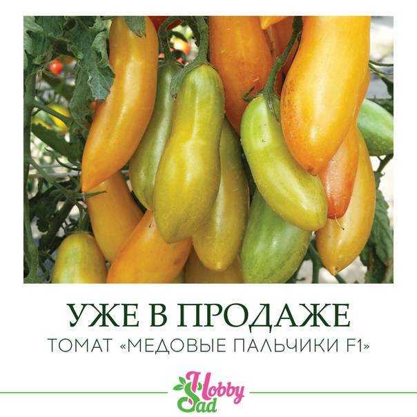 Томат медовые пальчики f1: характеристика и описание сорта, отзывы, фото, урожайность