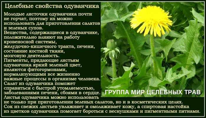 Корень и листья одуванчика: полезные свойства