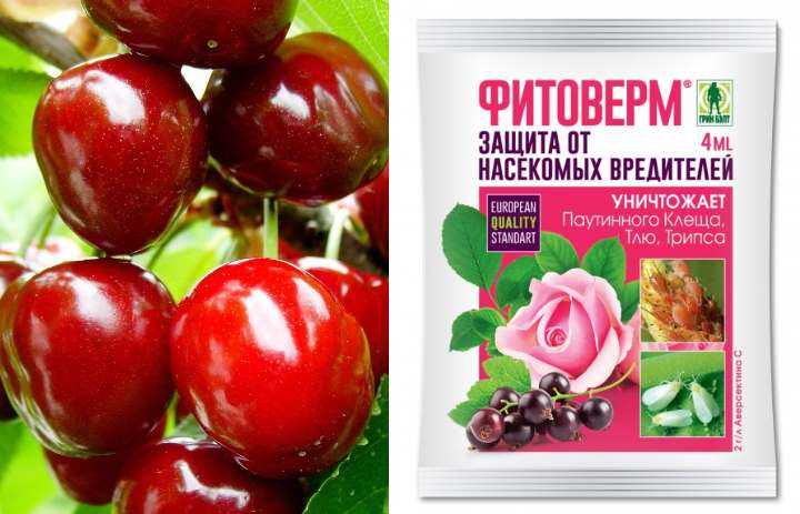 Вишня тургеневская- cоветы по уходу за тургеневкой +видео