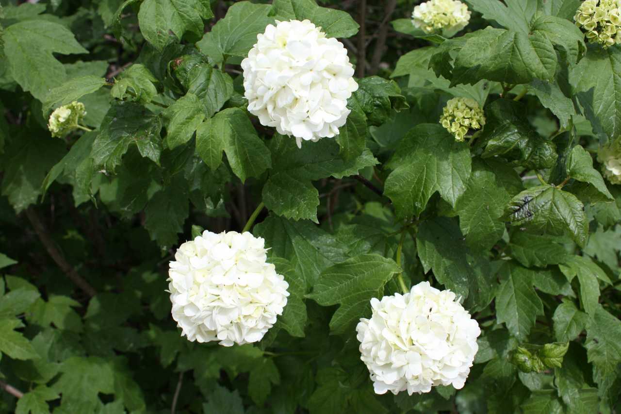 Декоративная калина бульденеж (розеум)