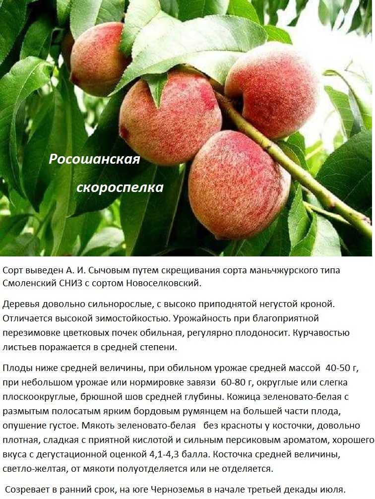 Ранние сорта абрикосов