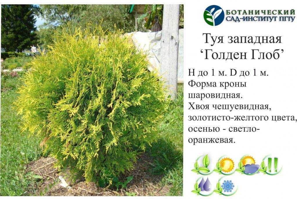 Какие бывают виды туи? – 41 сорт с фото и названиями