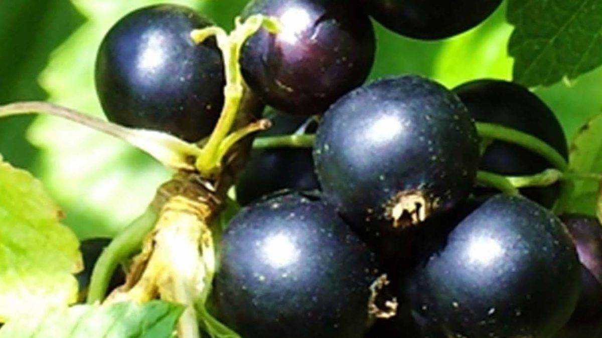 Черная смородина геркулес (геракл): описание сорта, фото