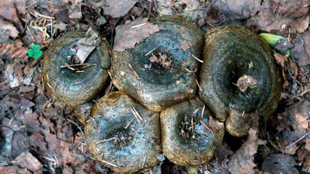 Где и когда собирать грузди