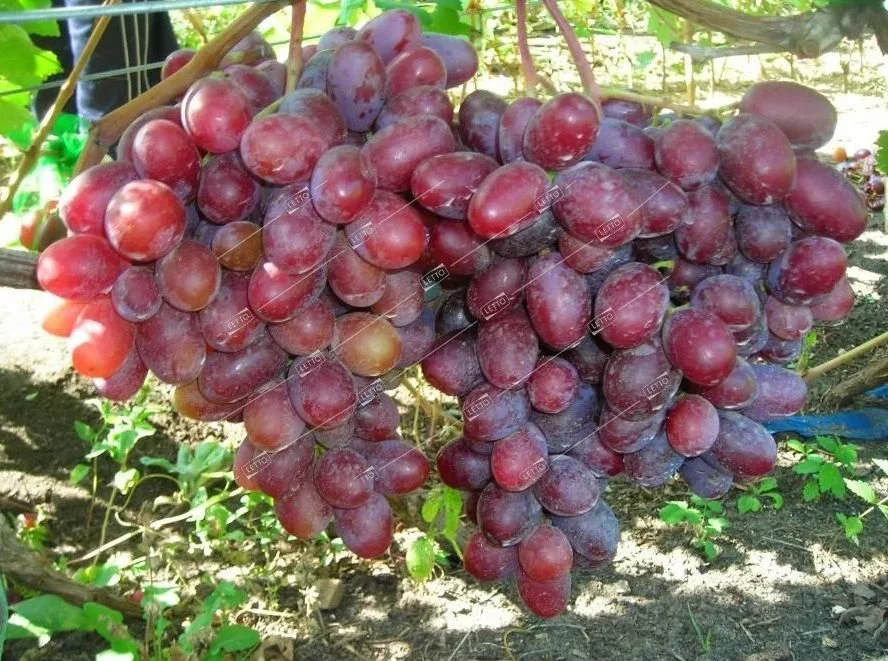 Сорт винограда пино нуар, характеристики и описание, вино пино нуар
