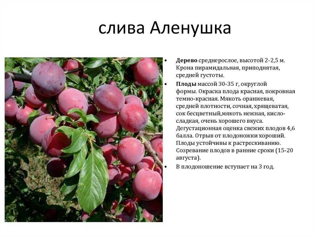 Желтая слива: посадка и уход за сортом