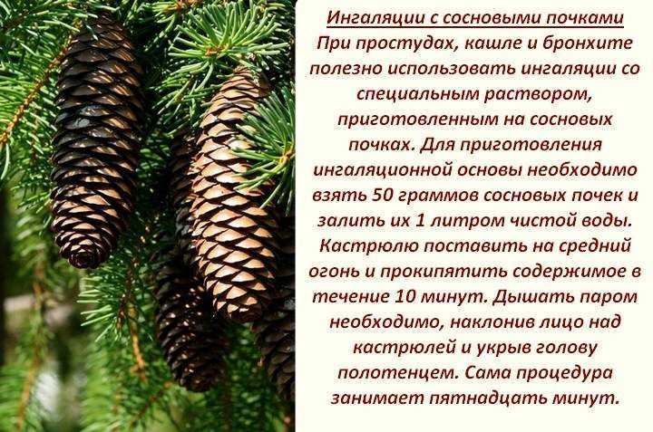 Сосна веймутова болезни и лечение