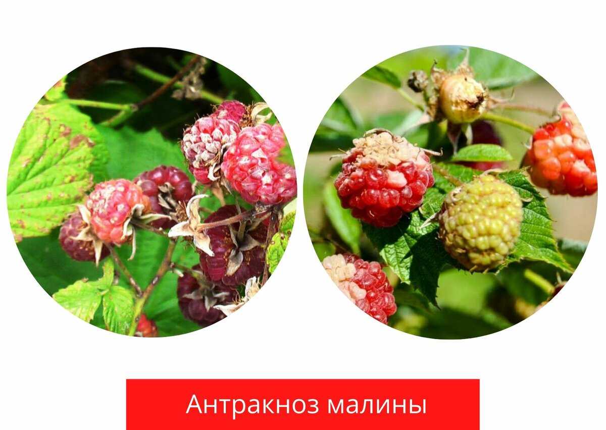 Какие бывают вредители и болезни малины: описание с фотографиями и способы лечения