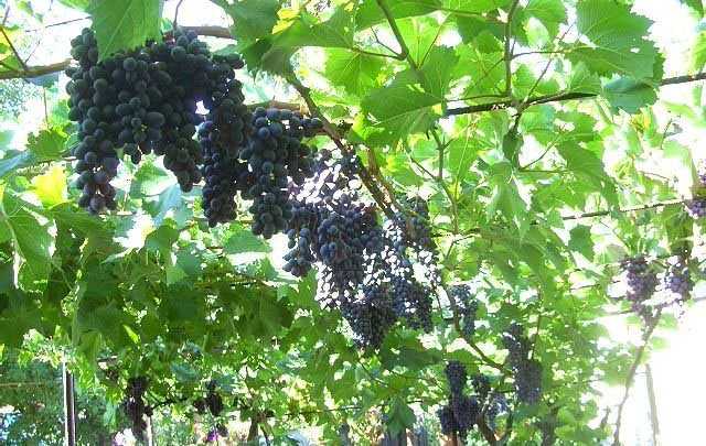 Виноград юпитер описание сорта: достоинства, посадка и уход, способы выращивания
