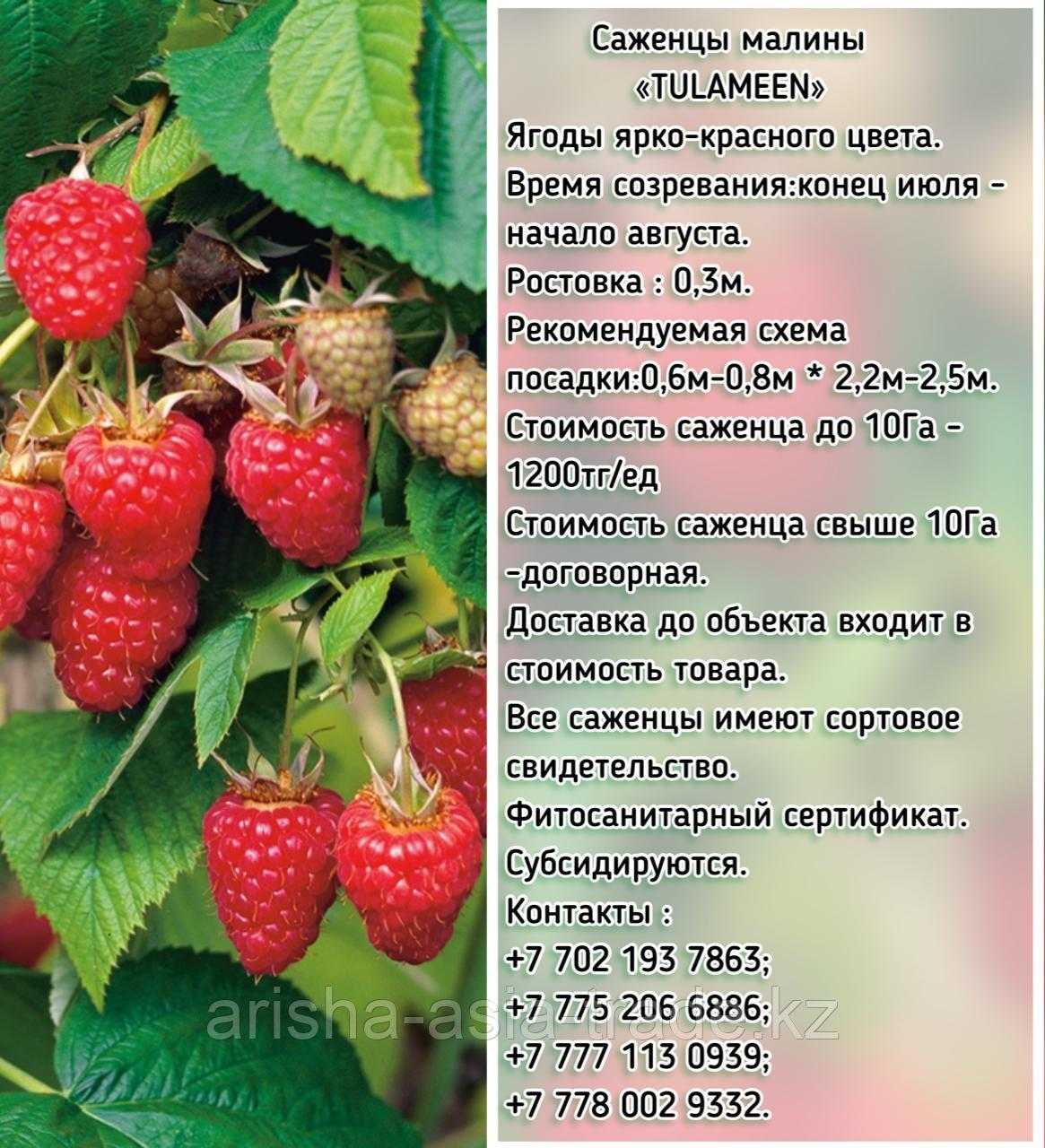 35 лучших сладких сортов клубники 2023 с фото и описанием - онлайн урожай