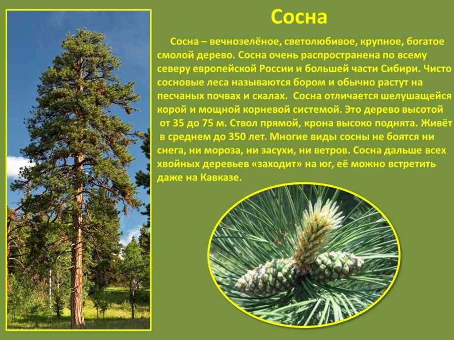 Сосна(pinus),дерево сосна, древесина сосны