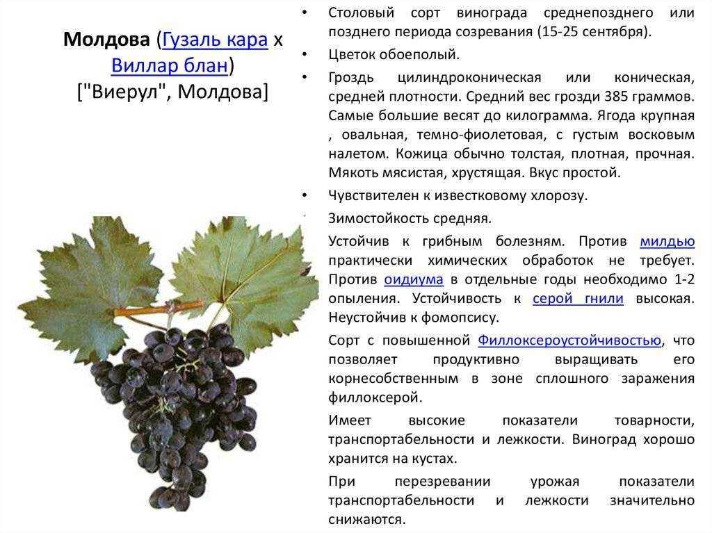 Виноград красень: описание и особенности сорта, специфика ухода, отзывы с фото