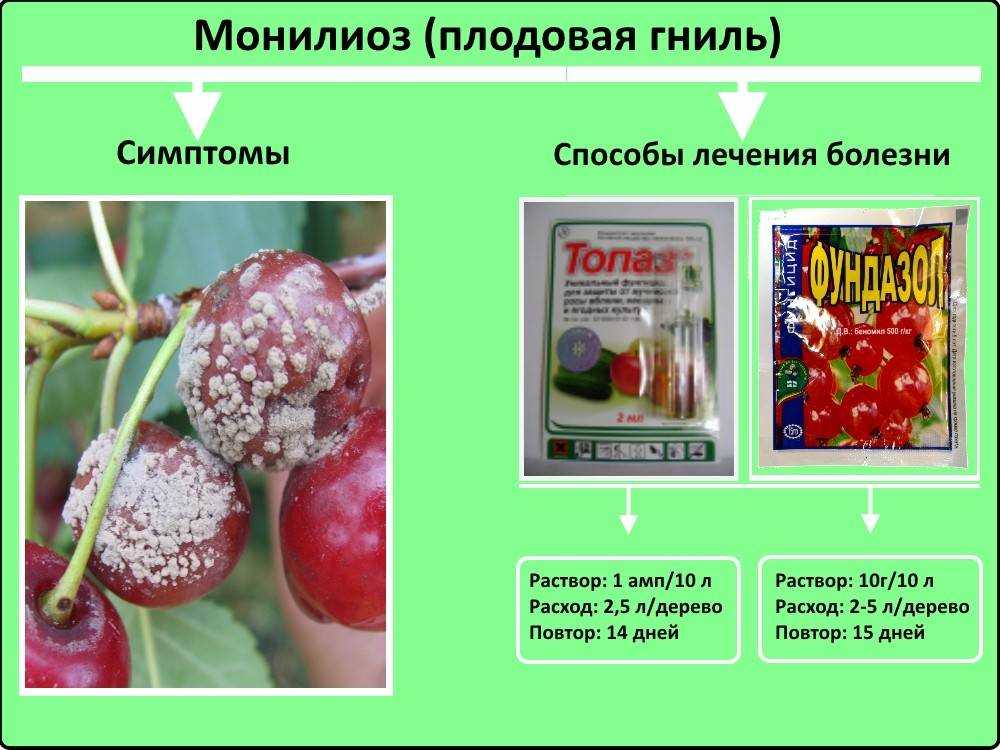 Болезни вишни: их описание с фотографиями