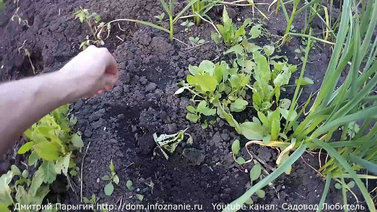 Репа выращивание и уход в открытом грунте