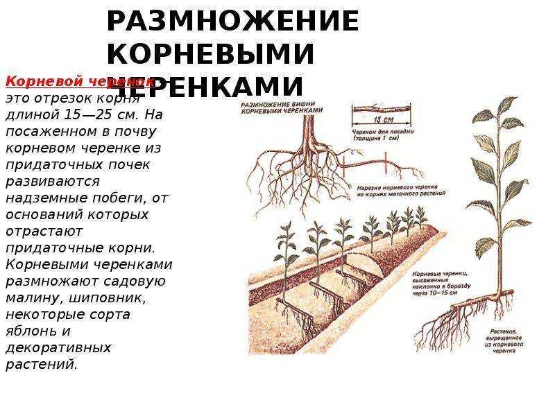 Размножение вишни черенками летом: какие отростки подходят для черенкования Когда лучше всего укоренять их и зеленые ветки Как вырастить черенок дома