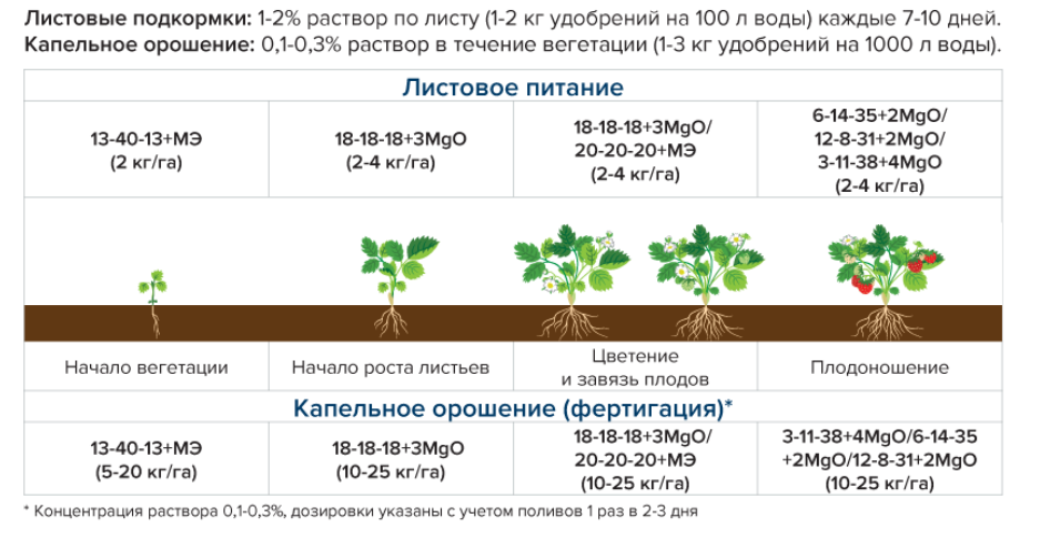 Как часто поливать клубнику во время цветения и плодоношения