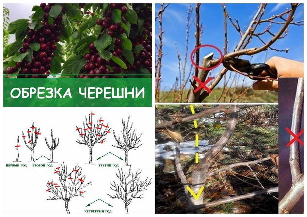 Черешня «валерий чкалов»: описание сорта, фото, отзывы