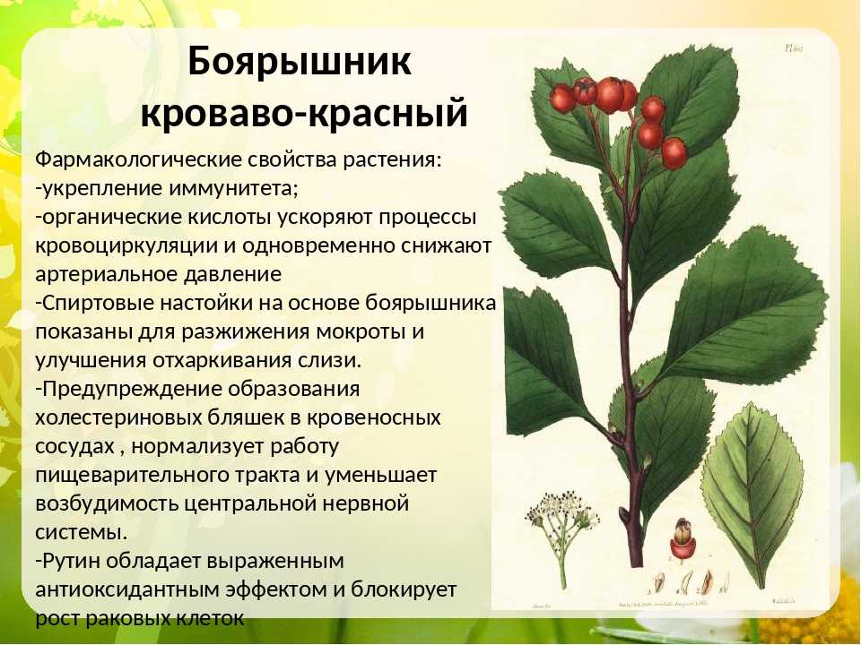 Девясил: лечебные свойства и противопоказания применения корня листьев травы | азбука здоровья