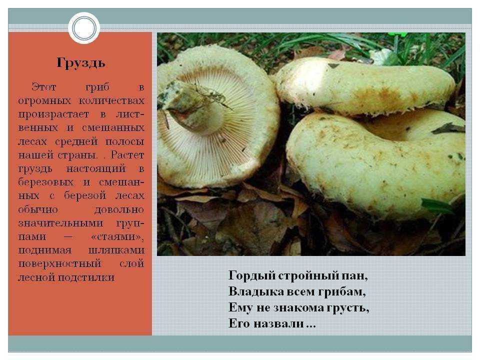 Где и когда собирать грузди