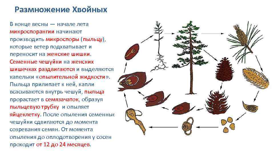 ✅ как размножить горную сосну: размножение черенками и семенами в домашних условиях - tehnoyug.com