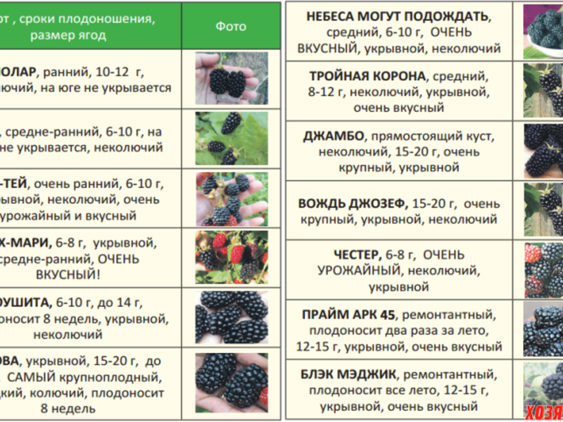Жимолость: фото кустарника и ягоды, полезные свойства, как сажать и ухаживать