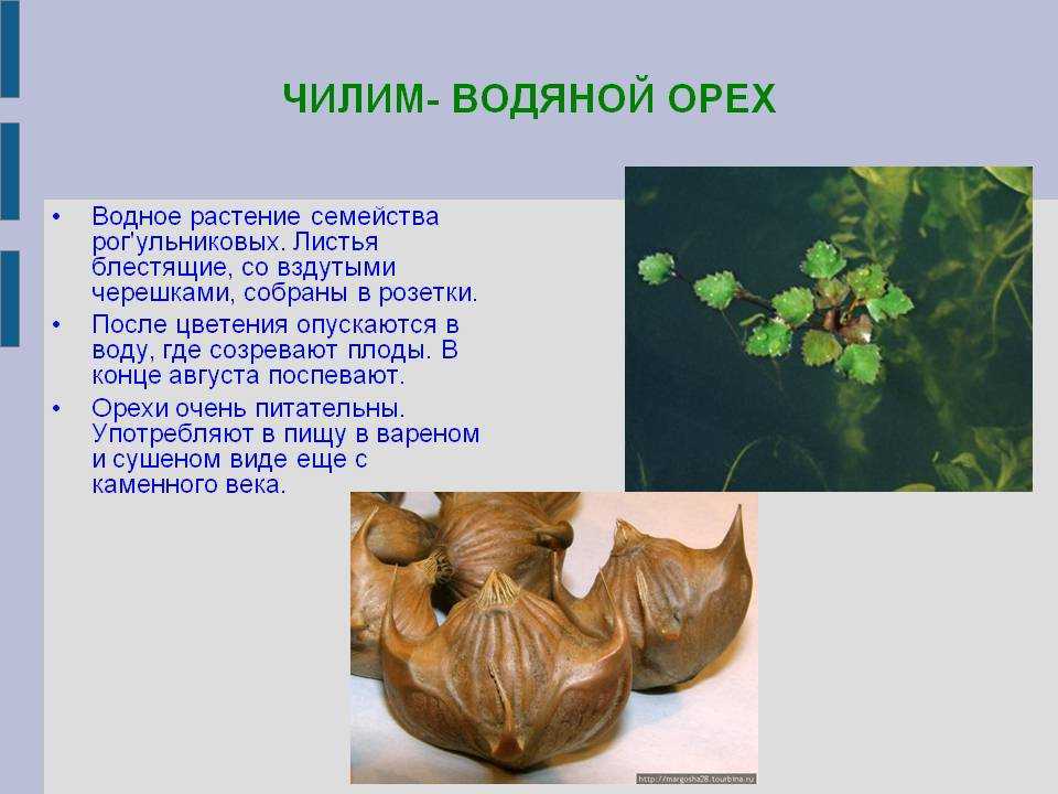 Водяной орех Чилим: почему именно так назвали, внешний вид ореха, описание, где произрастает в России Полезные свойства плодов: применение в народной медицине, кулинарии