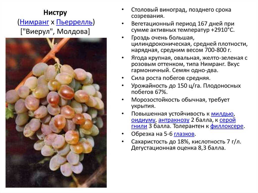 Сорт гелиос — новый столовый виноград