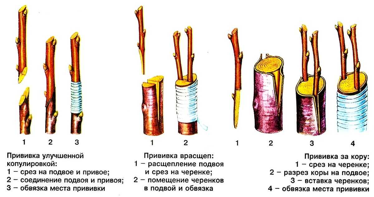 На что и как привить персик весной: прививка персика, сроки, видео, время прививки