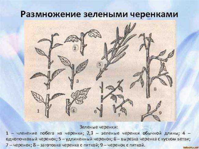 Размножение вишни: способы и правила ухода за саженцами