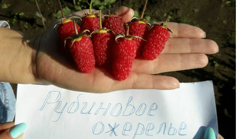 Ремонтантная малина - посадка и уход в открытом грунте без химии, описание сортов
