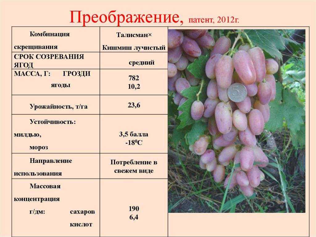 Сорта винограда для подмосковья