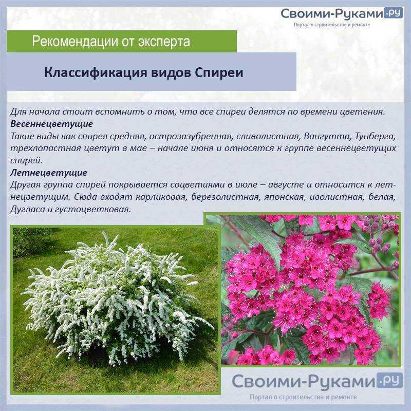 Спирея: описание, виды, посадка, уход | 80 фото +отзывы
