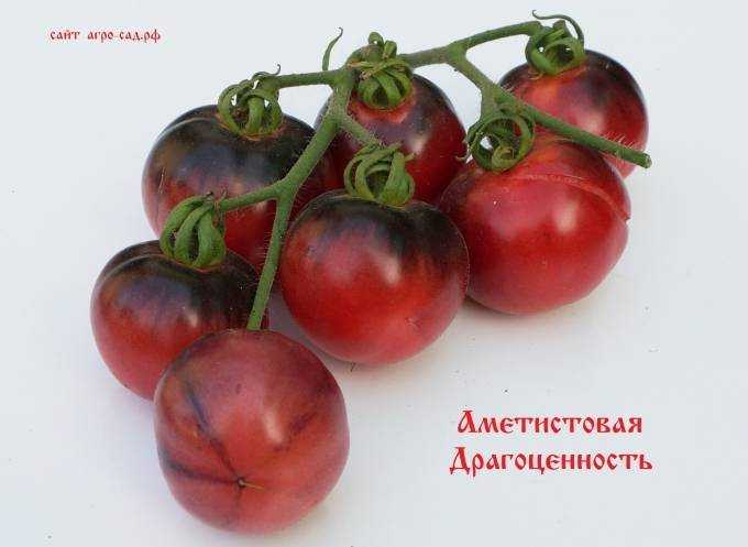 Томат аметистовая драгоценность: описание сорта, отзывы, фото, урожайность