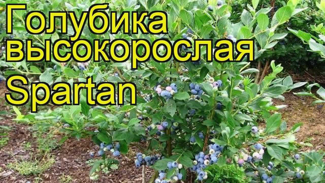 Голубика спартан: описание и характеристики сорта, особенности ухода и посадки, фото и отзывы