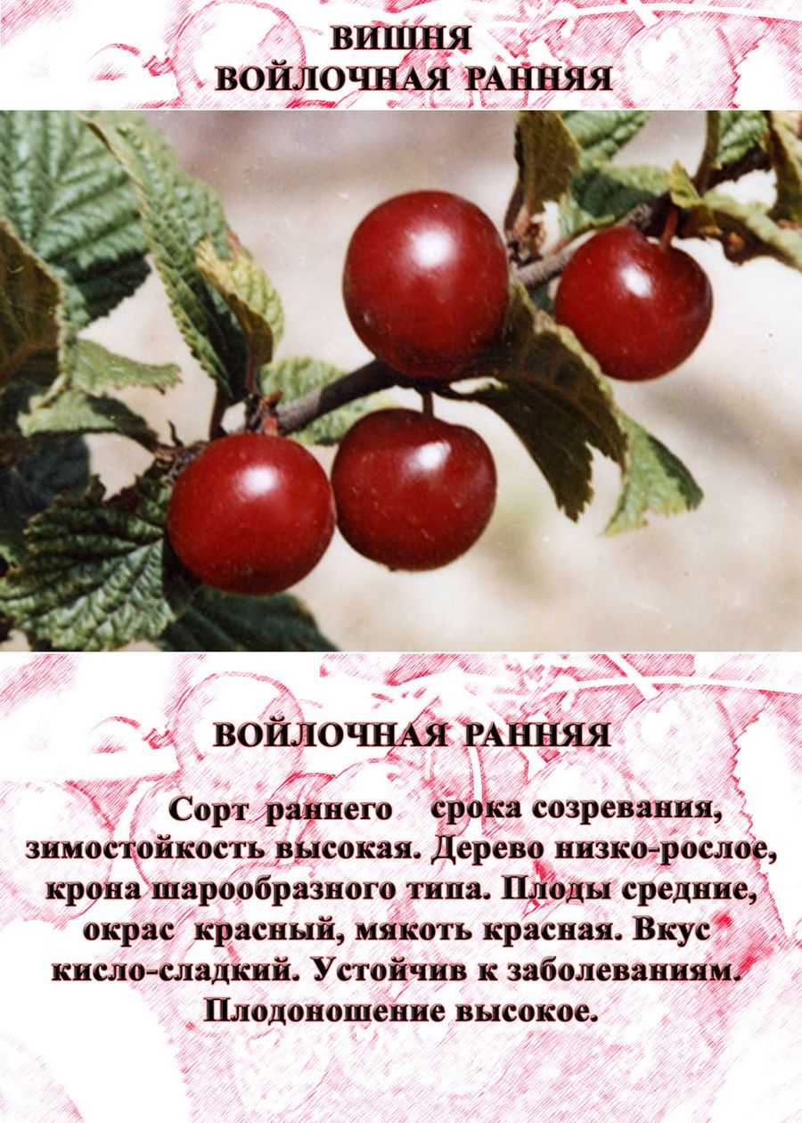 Вишня войлочная натали: описание и характеристики сорта, опылители с фото