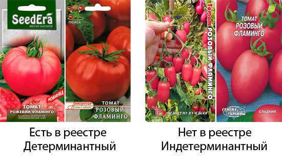 Томат розовый фламинго: характеристика и описание сорта