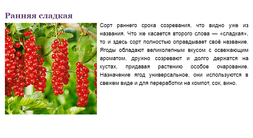 Белая смородина: уход и выращивание, описание сортов, размножение, посадка