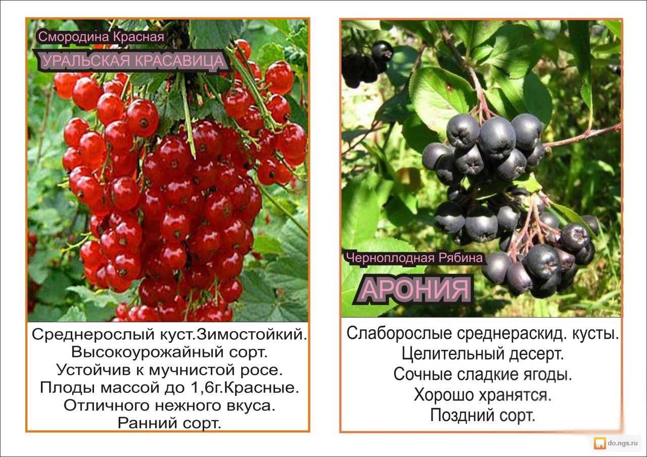 Сорт крупноплодной чёрной смородины экзотика: внешний вид и описание сорта, фото, отзывы