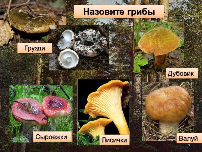 Скрипица и груздь отличия